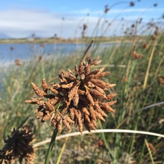 Schoenoplectus scirpoides