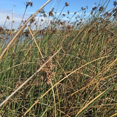 Schoenoplectus scirpoides