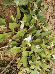 Mazus miquelii
