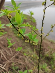 Litsea pungens