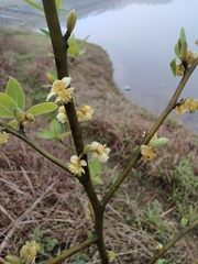 Litsea pungens