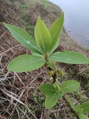 Litsea pungens