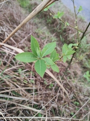Litsea pungens