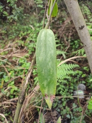 Smilax glabra