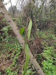 Smilax glabra