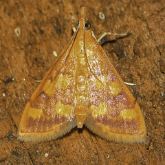 Pyrausta phoenicealis