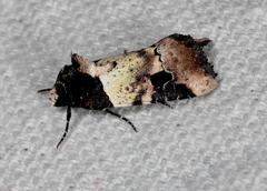 Bryolymnia poasia