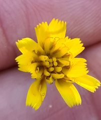 Hieracium venosum