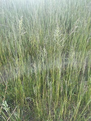 Poeae