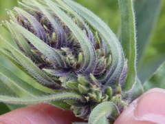 Echium lusitanicum
