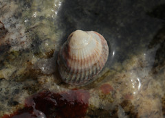 Cerastoderma glaucum