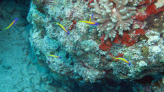 Mirolabrichthys evansi