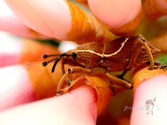 Cryptoderma formosense