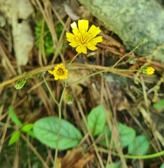 Hieracium venosum