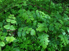 Rubus cockburnianus