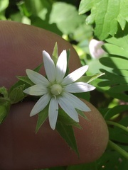 Stellaria corei