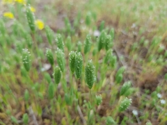 Phleum arenarium