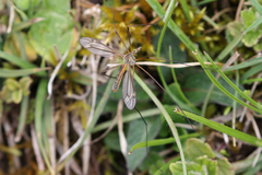 Tipula vernalis
