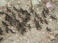 Tropidacris collaris