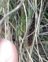 Malacosoma alpicolum