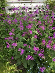 Lunaria