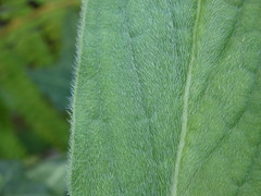 Echium lusitanicum