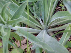 Echium lusitanicum