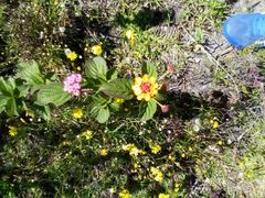 Lantana camara