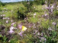 Colias dimera