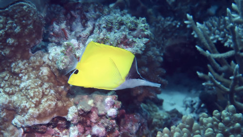 Forceps Butterflyfish — seen at this dive site