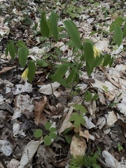 Uvularia