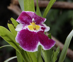 Miltoniopsis