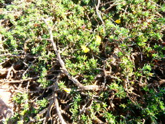 Aspalathus microlithica