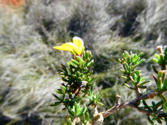 Aspalathus microlithica