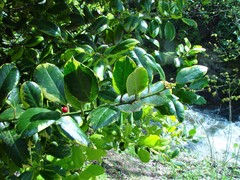 Ilex × altaclerensis