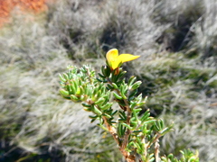 Aspalathus microlithica