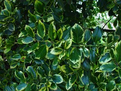 Ilex × altaclerensis