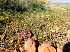 Aspalathus microlithica