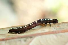 Oraesia emarginata