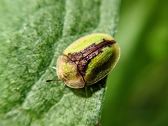 Cassida vibex