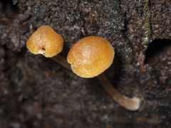 Gymnopilus eucalyptorum