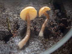 Gymnopilus eucalyptorum