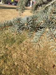 Picea pungens