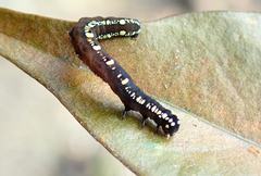 Oraesia emarginata