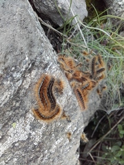 Malacosoma alpicolum