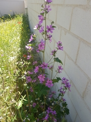 Malva sylvestris