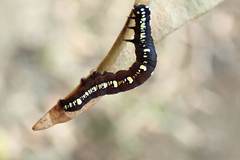 Oraesia emarginata