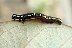 Oraesia emarginata
