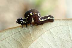 Oraesia emarginata