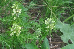 Pedicularis foliosa